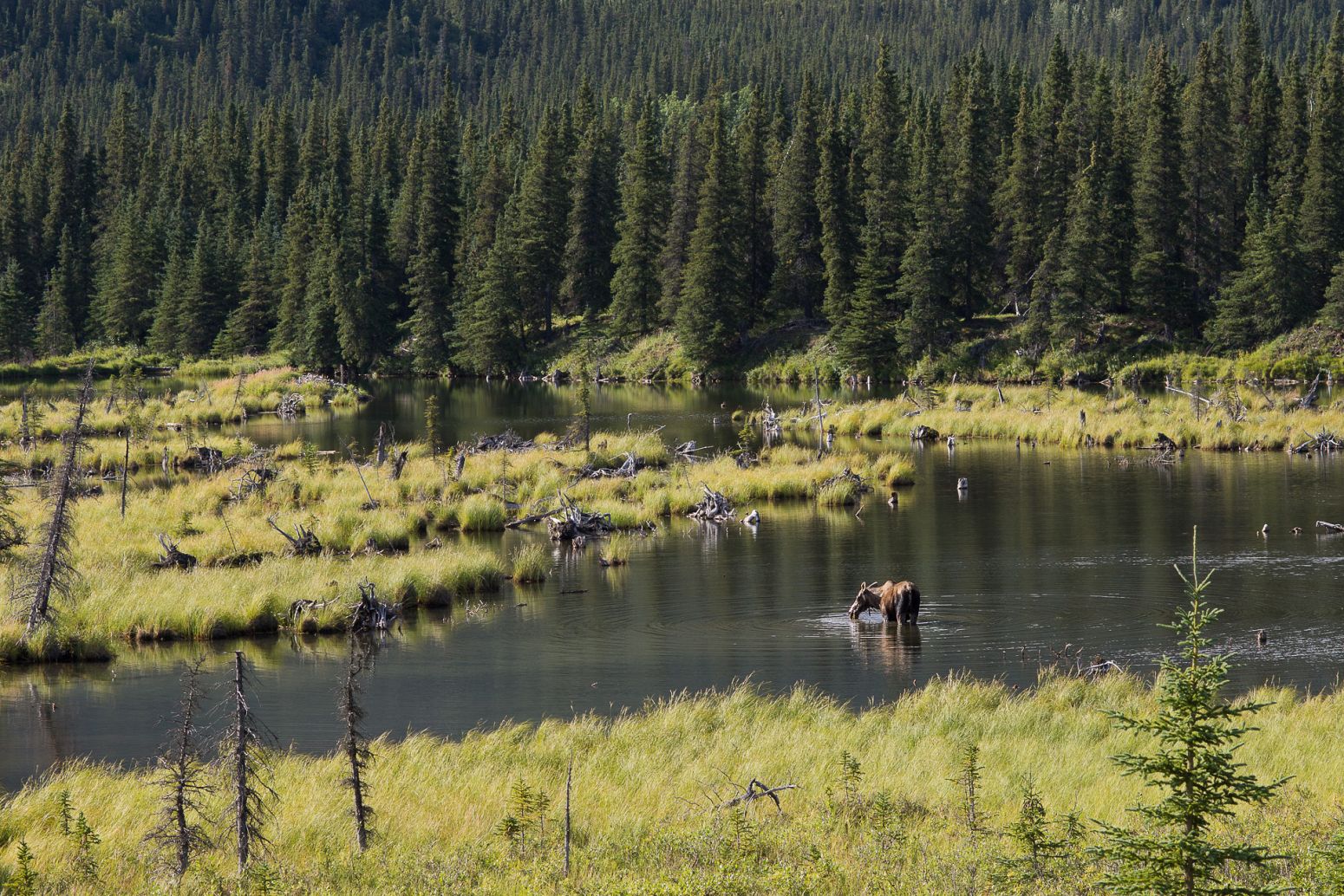 A moose taking a swim in Denali NP, Alaska, USA