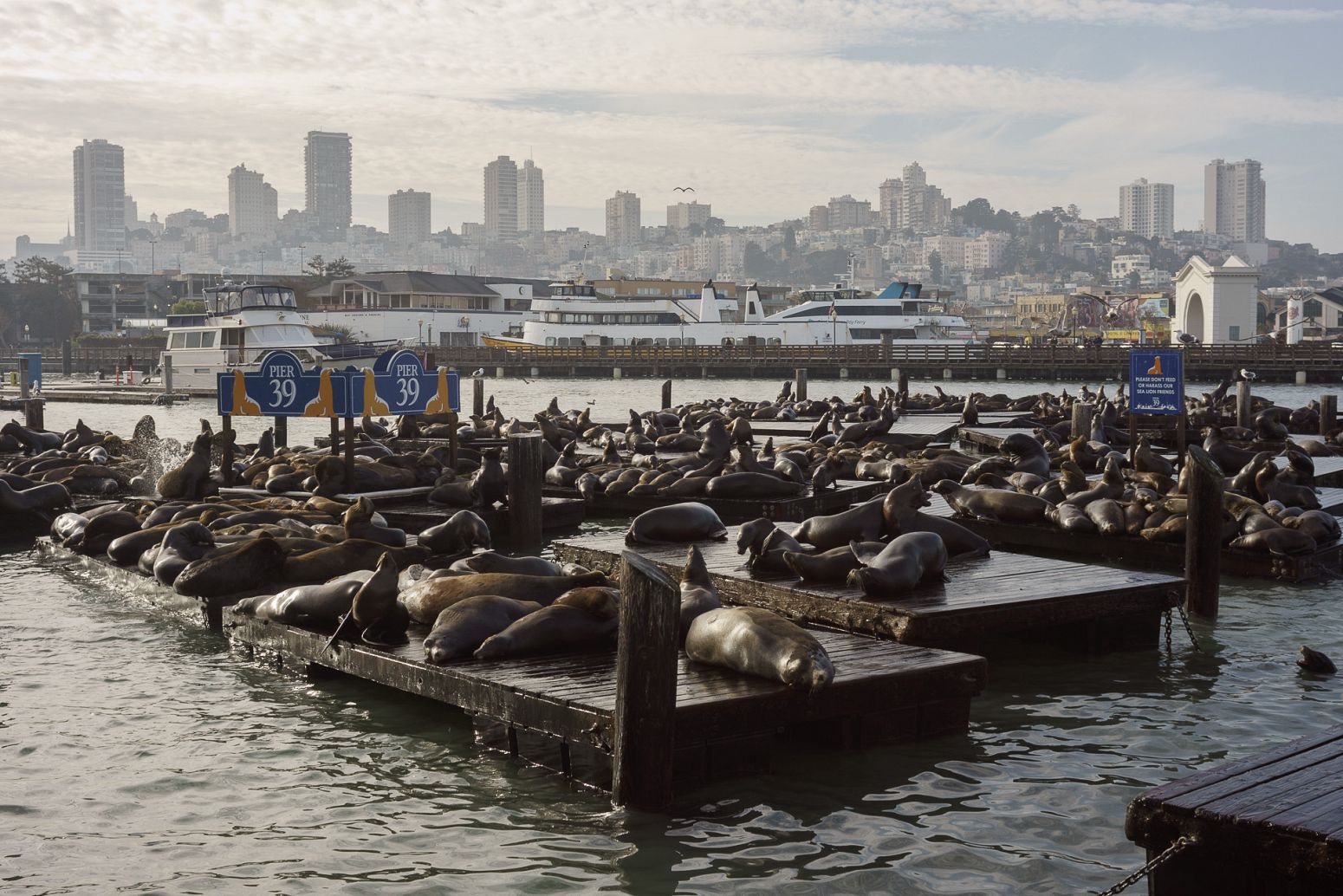 Sea lions at Pier 39, San Francisco, California, USA