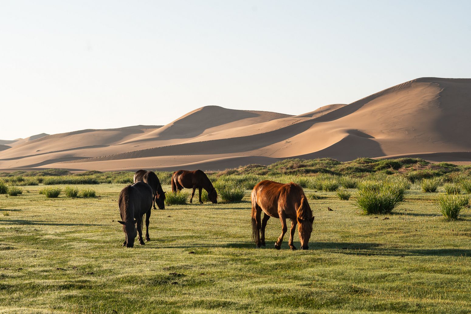 Khongoriin Els sand dunes, Gobi desert, Mongolia