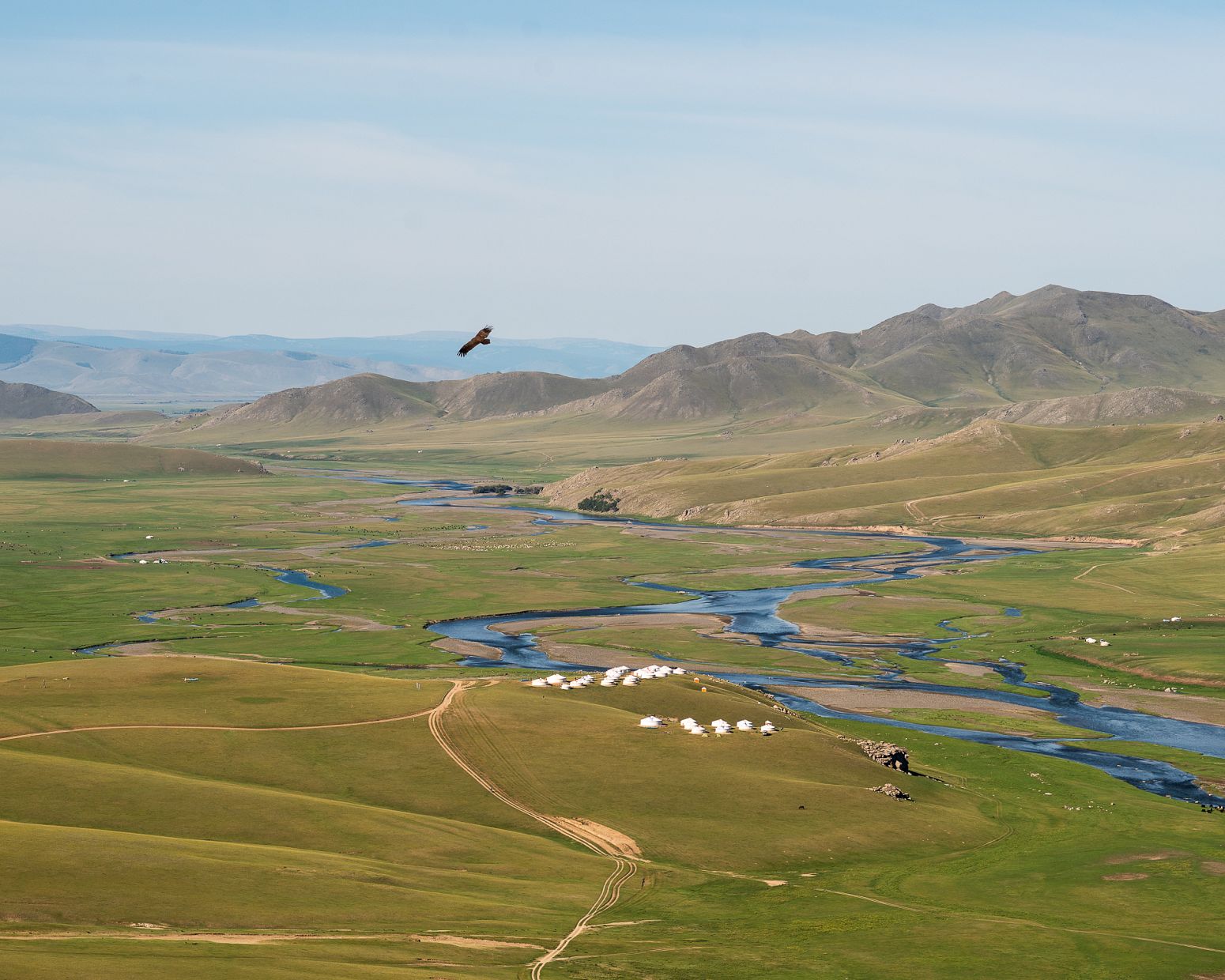 Vulture flying over Orkhon valley, Mongolia