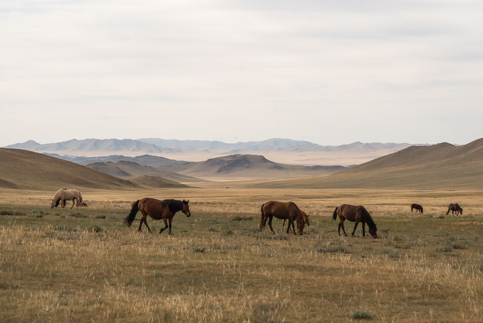 Horses in Mongolia