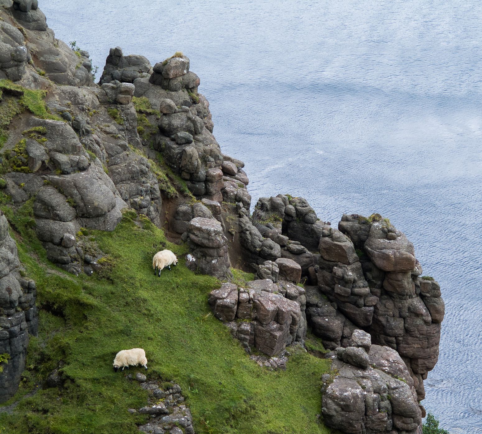 Sheeps on a cliff on Isle of Skye, Scotland