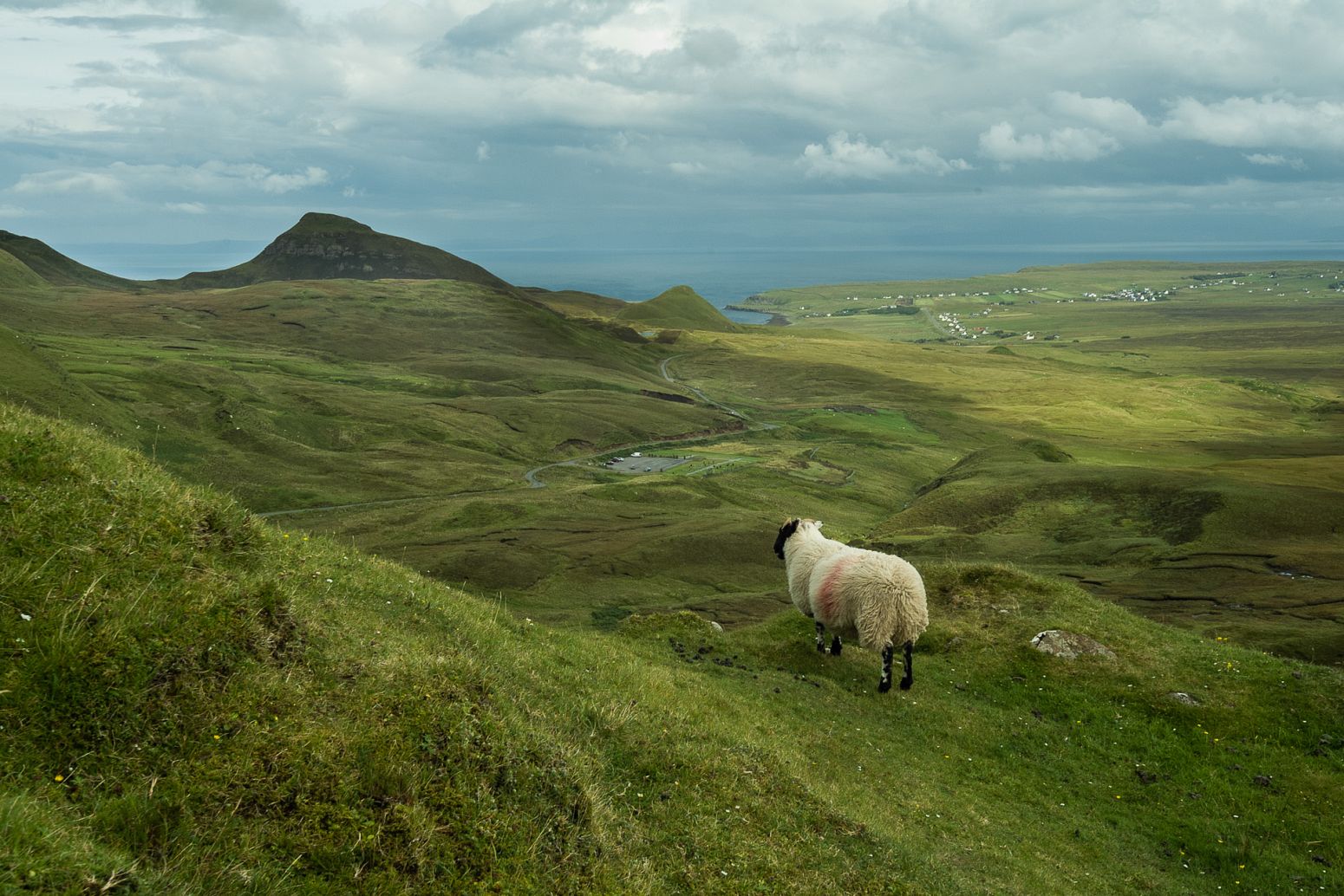 Contemplating sheep, Isle of Skye, Scotland